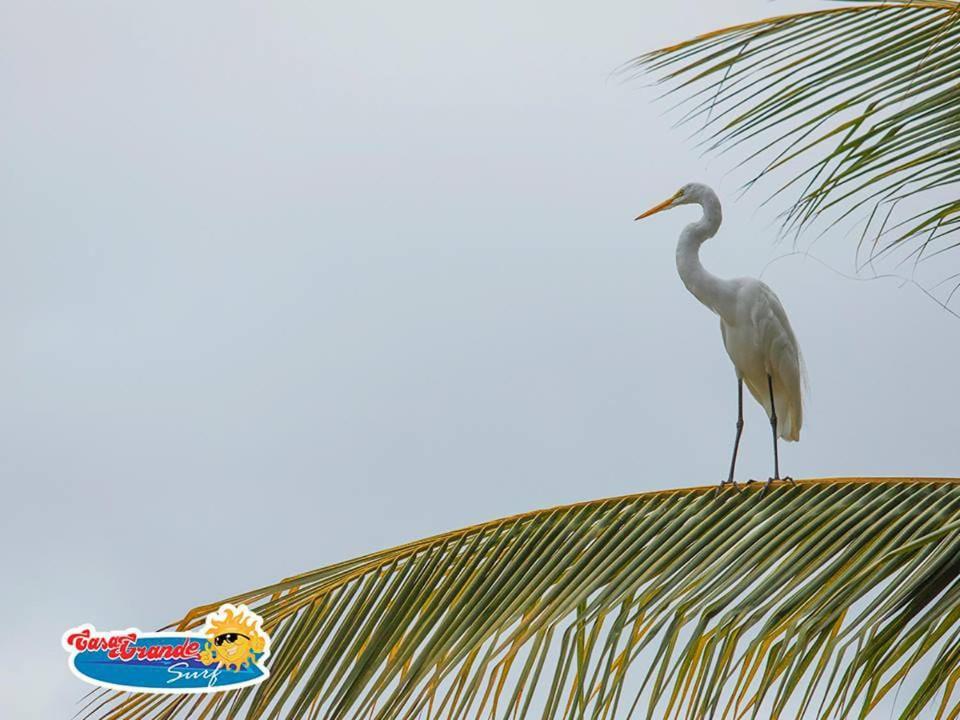 فندق Casa Grande Surf Guachaca المظهر الخارجي الصورة